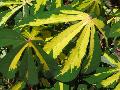 Variegated Cassava / Manihot esculenta ‘Variegata’ 